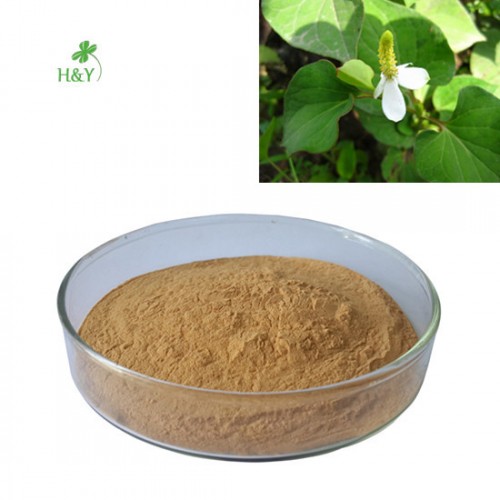 Houttuynia cordata extract