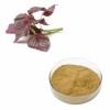 Perilla Leaf Extract