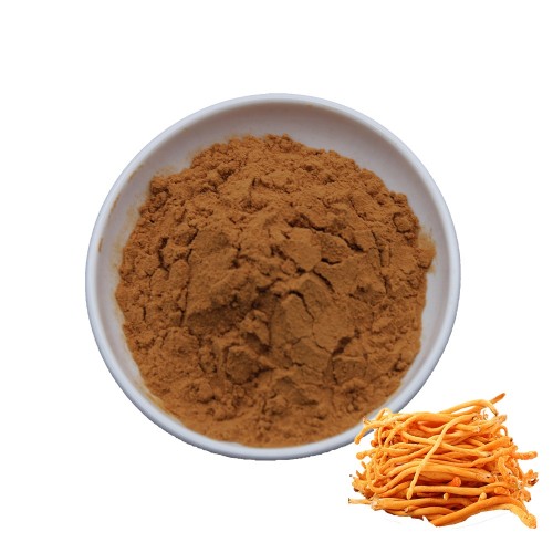 Cordyceps Militaris Extract