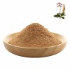 Radix Rehmanniae Root Extract