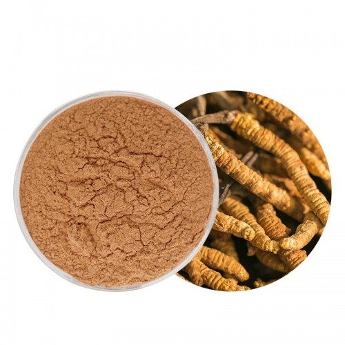 Cordyceps Sinensis Extract